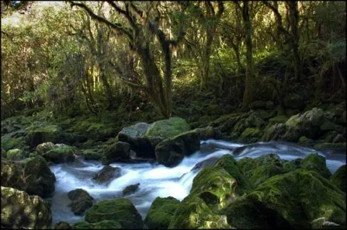 Riwaka Resurgence