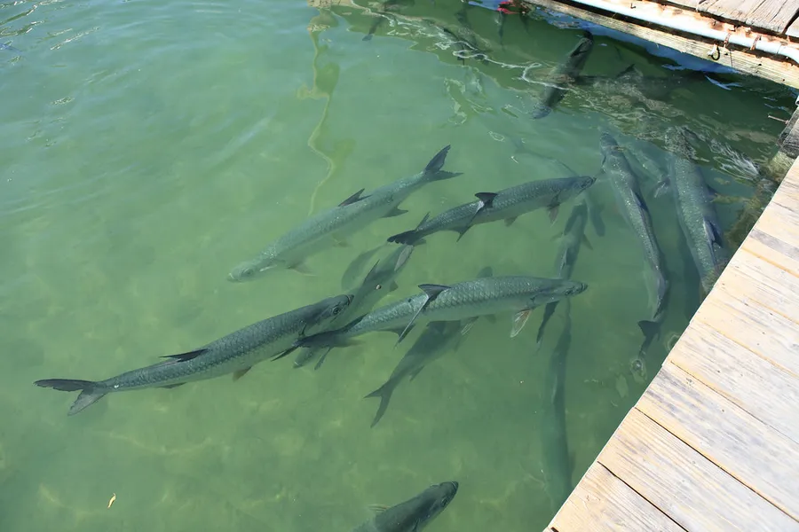 Robbie's of Islamorada