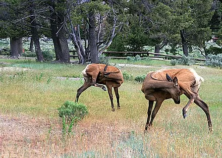 Rocky Mountain Elk Foundation Elk Country Visitor Center