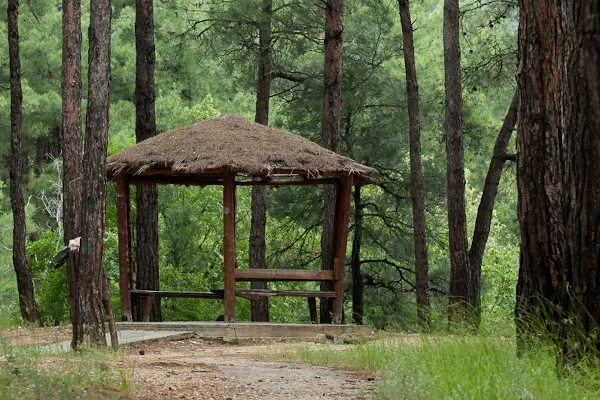 Rodopi Forest