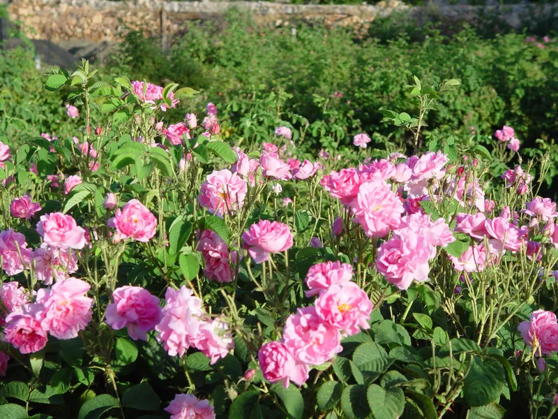 Rose Gardens