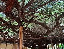 Rose Tree Museum