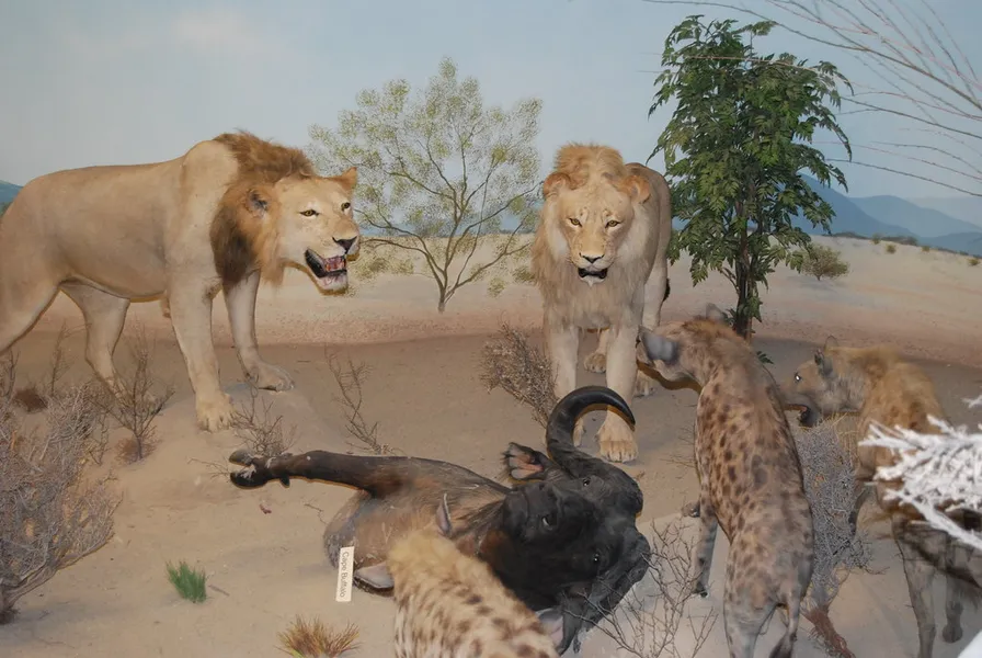 Rosenbruch Wildlife Museum
