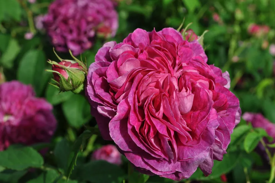 Rosenlunds Rosarium