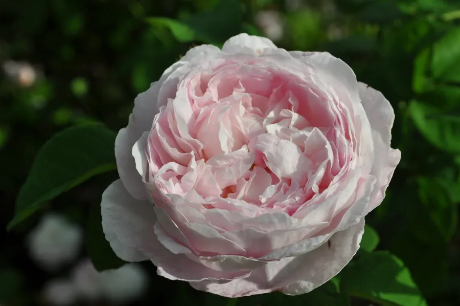 Rosenlunds Rosarium