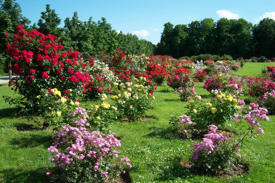 Roses Park