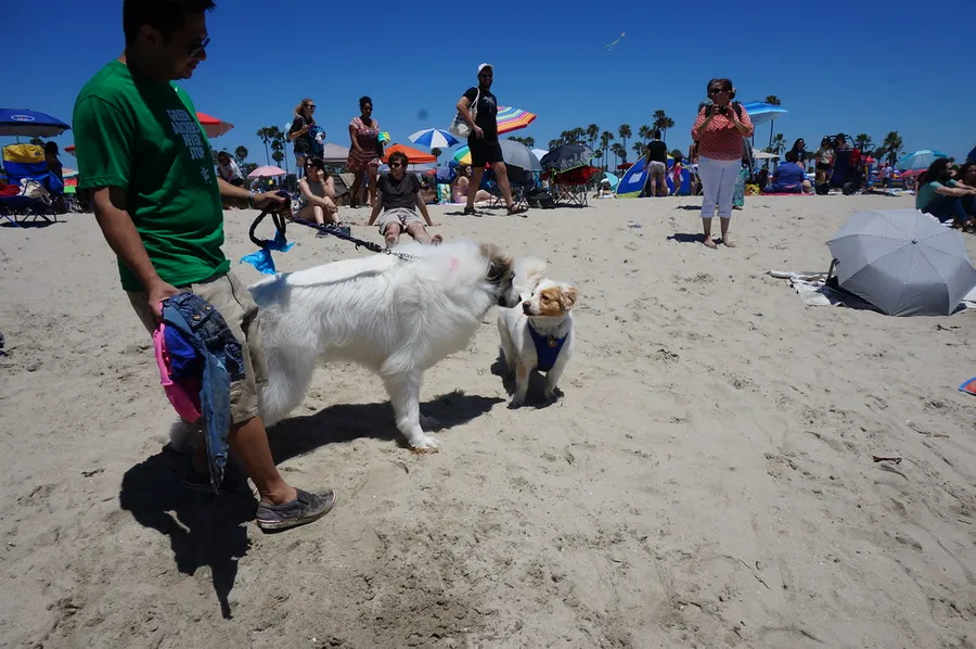 Rosie's Dog Beach
