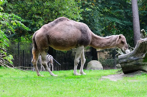 Rostock Zoo