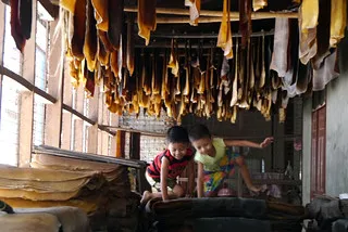 Rubber Plantations