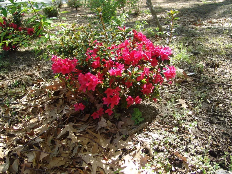 Ruby M. Mize Azalea Garden
