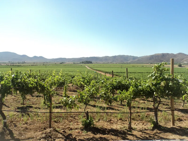 Ruta del Vino (Wine Route)