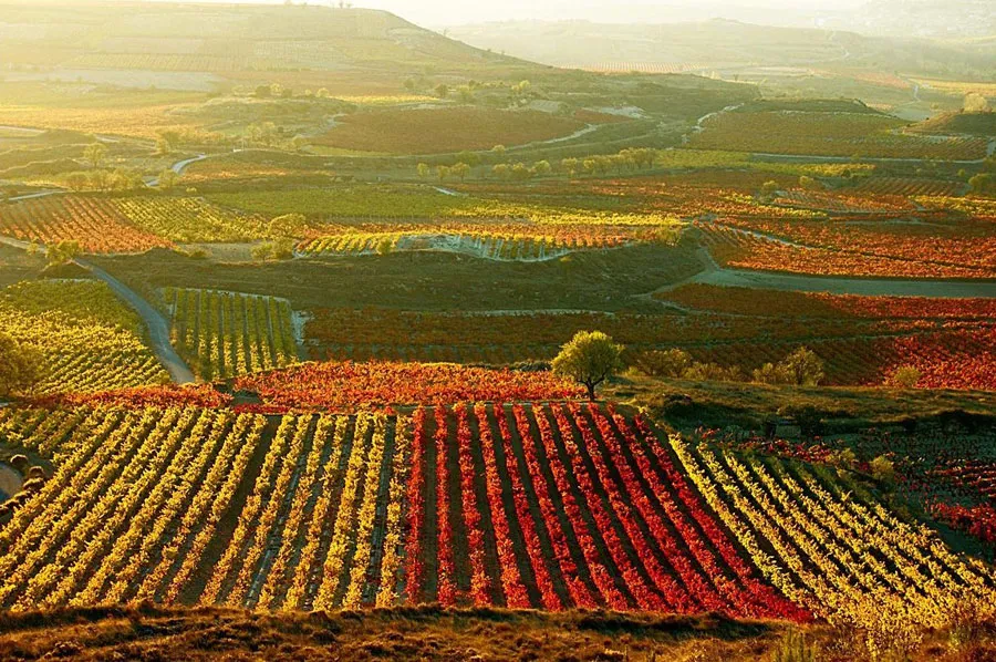 Ruta del Vino Arlanza