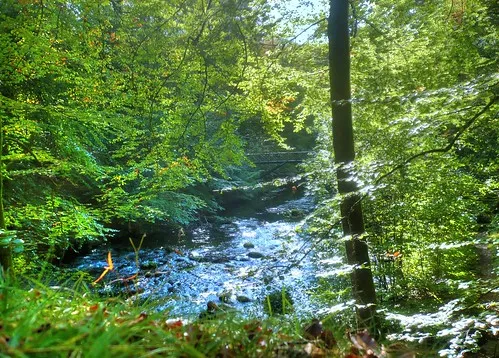 Sæbygaard Skov