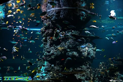 S.E.A Aquarium