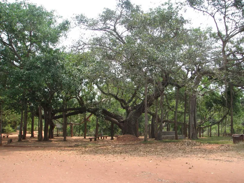 Sadhana Forest