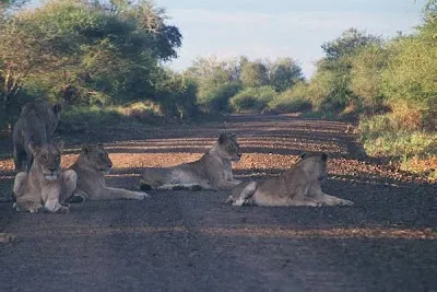 Safari Game Drive