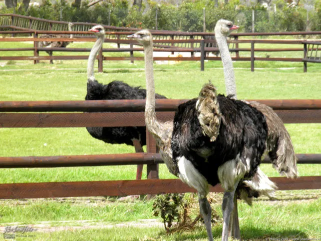 Safari Ostrich Show Farm