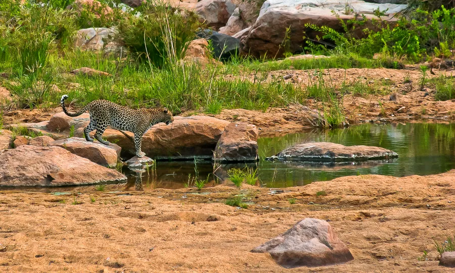 Safari in Kruger National Park