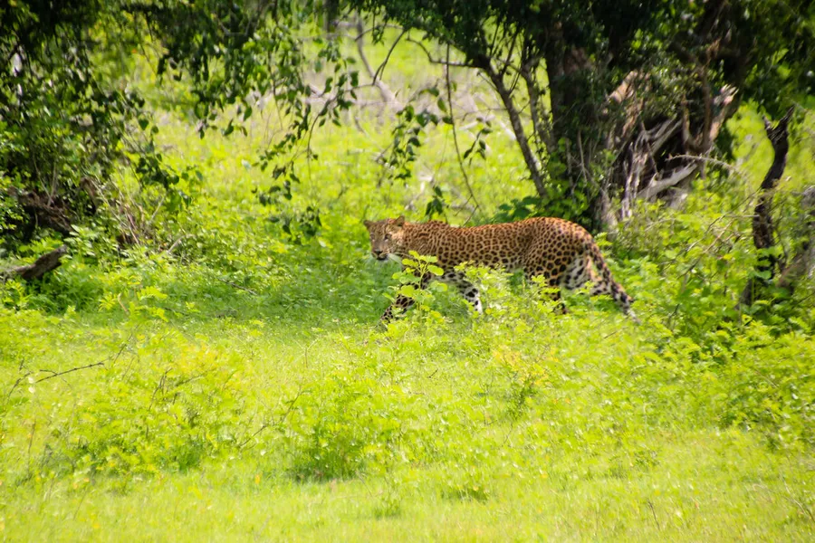 Safari in Yala National Park