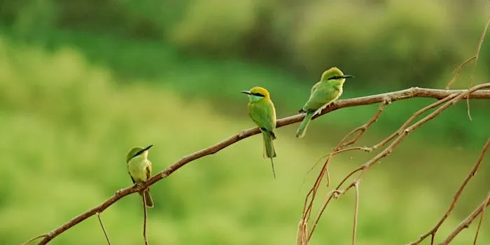 Saheliyon ki Bari