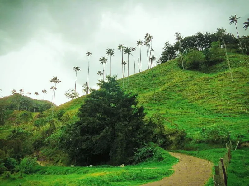 Salento and Cocora Valley