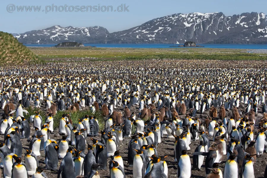 Salisbury Plain Penguin Colony