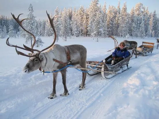 Salla Reindeer Park