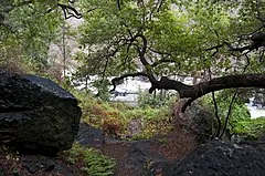 Salmon Creek Falls