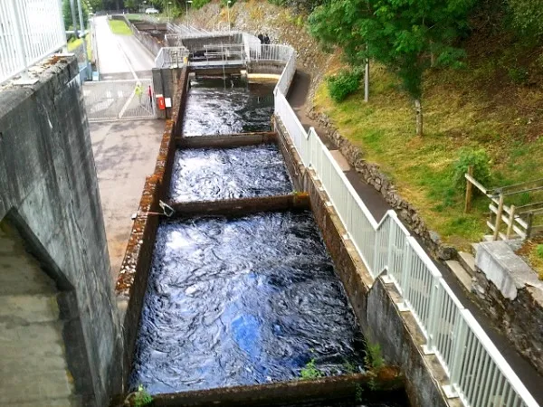 Salmon Ladder