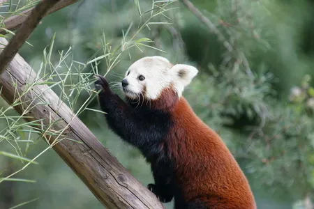 Salzburg Zoo