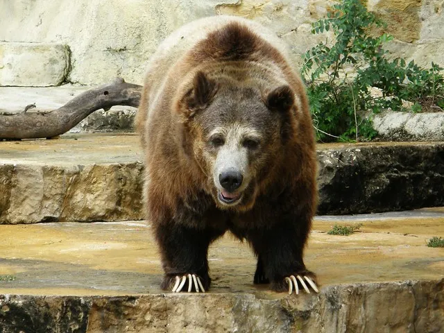 San Antonio Zoo