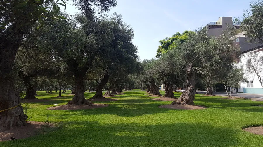 San Isidro Olive Grove