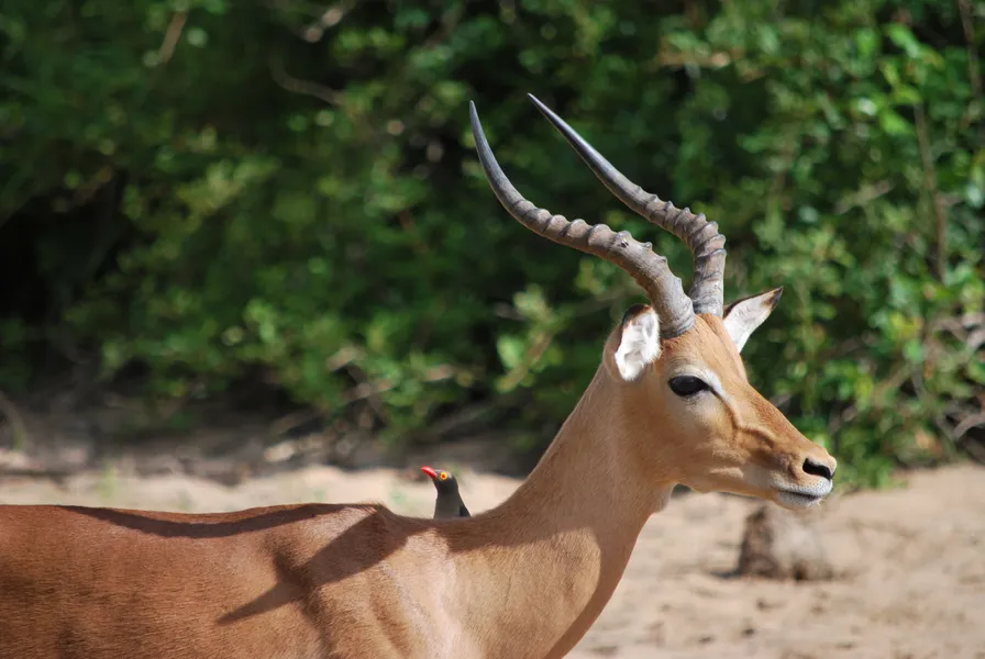 Sanbona Wildlife Reserve (nearby)