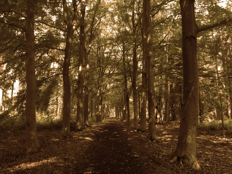 Sanctuary Woods Preserve