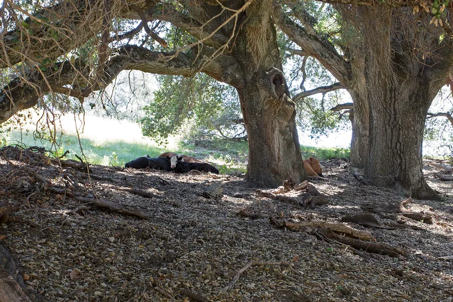 Santa Ysabel Mission