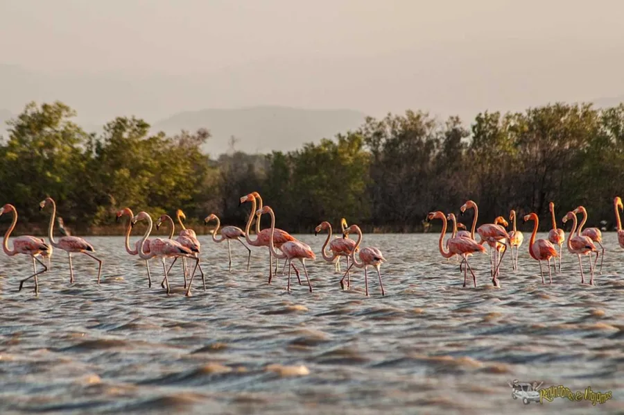 Santuario de Fauna y Flora Los Flamencos