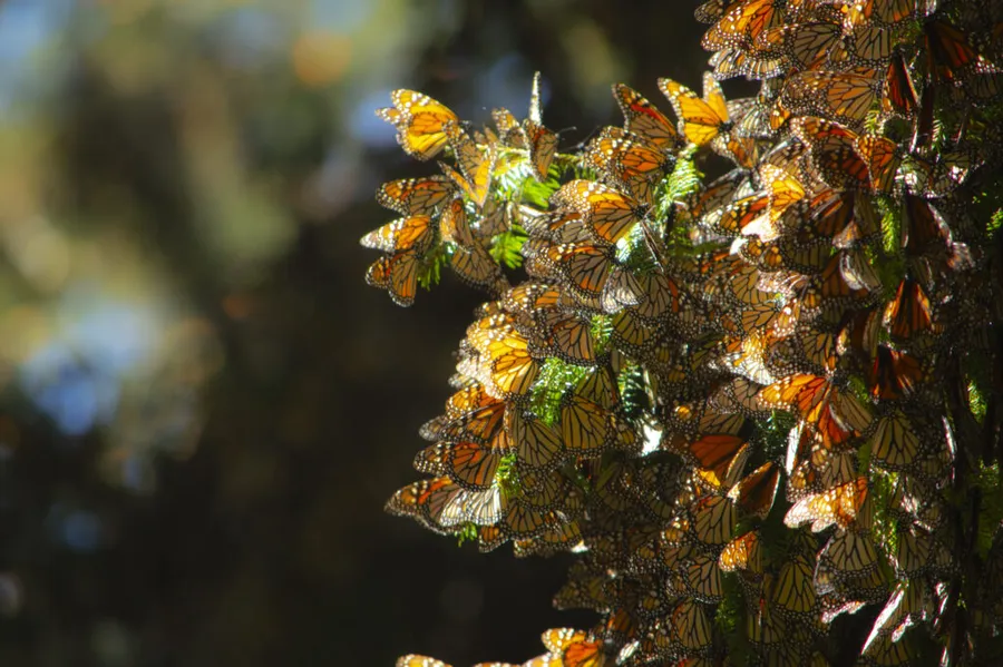 Santuario de la Mariposa Monarca Piedra Herrada