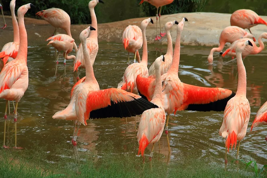 Sao Paulo Zoo
