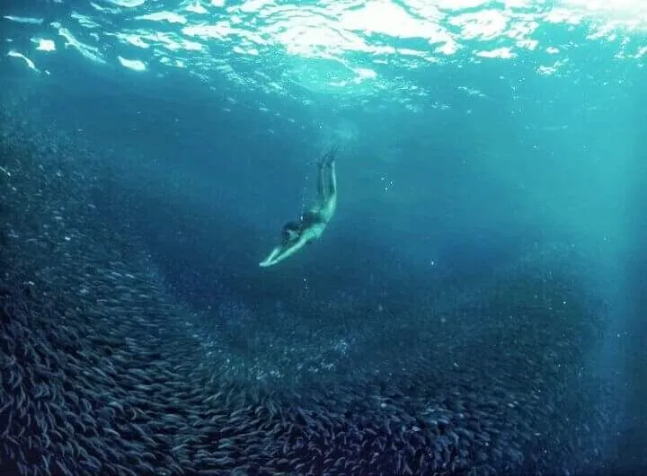 Sardine Run