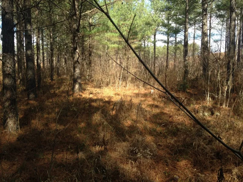 Savage Gulf State Natural Area