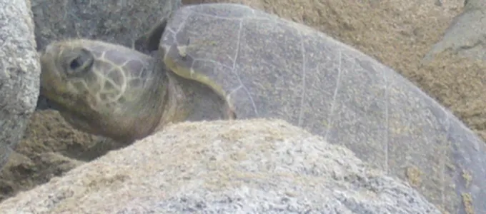 Sayulita Turtle Release