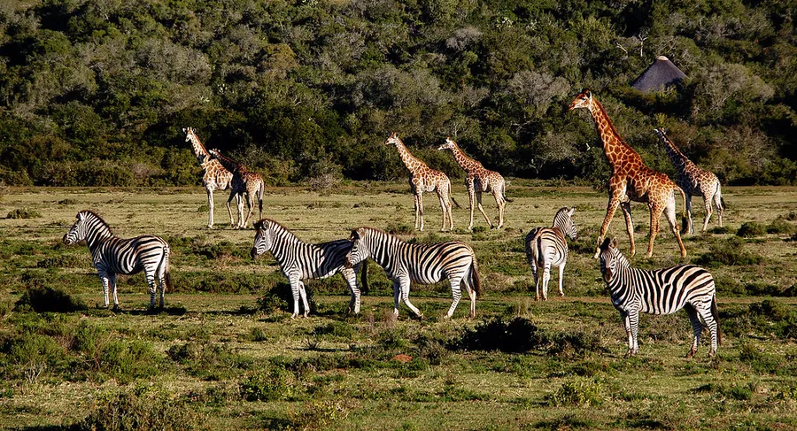 Schotia Safaris Private Game Reserve
