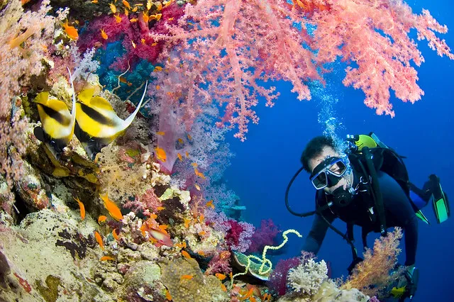 Scuba Diving and Snorkeling