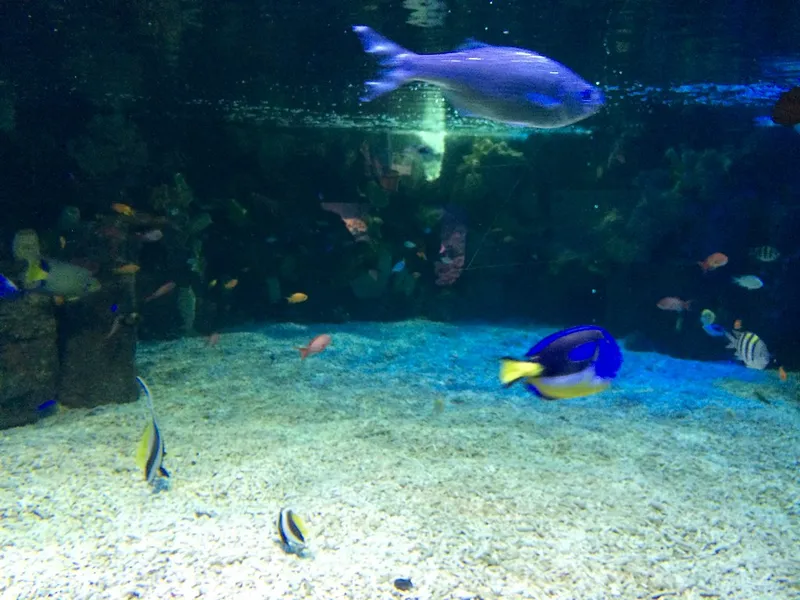 Sea Life Scarborough