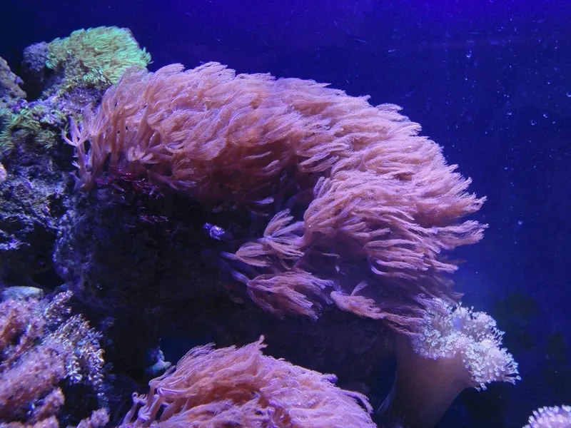 Sea Life Scheveningen