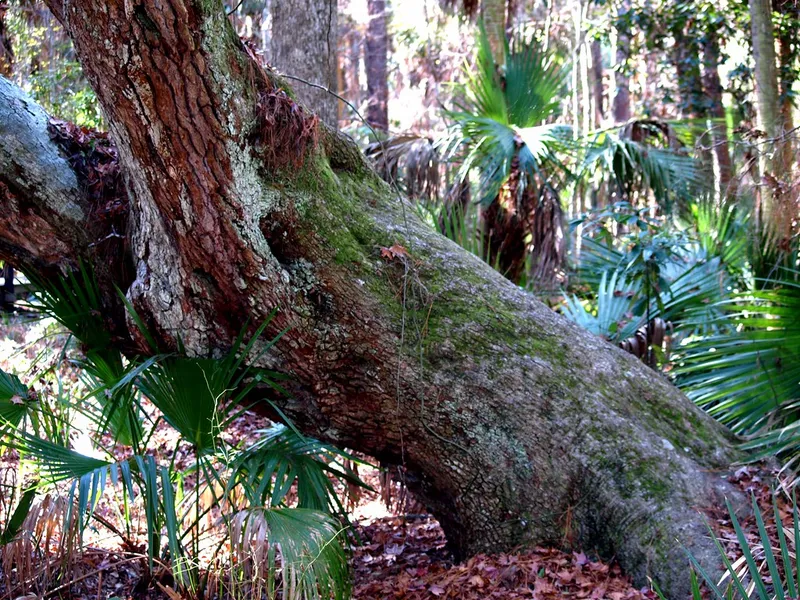 Sea Pines Forest Preserve