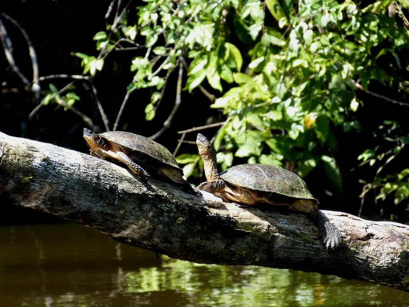 Sea Turtle Conservancy
