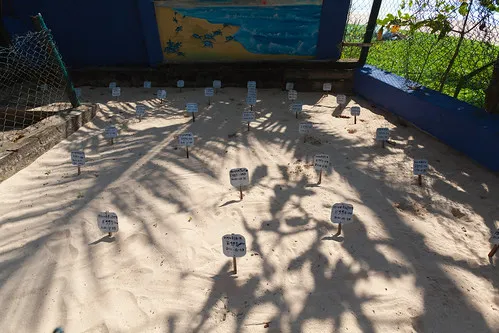Sea Turtle Farm and Hatchery