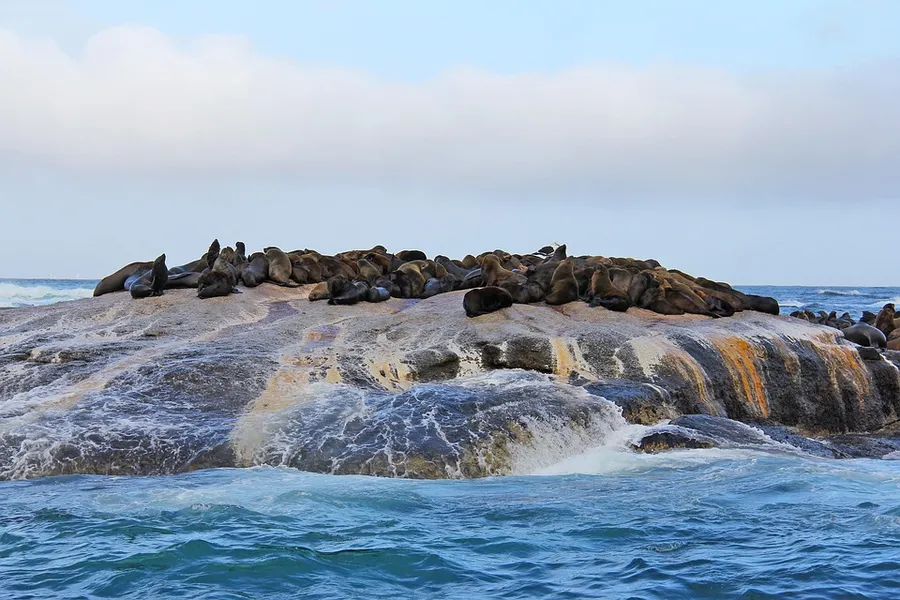 Seal Island