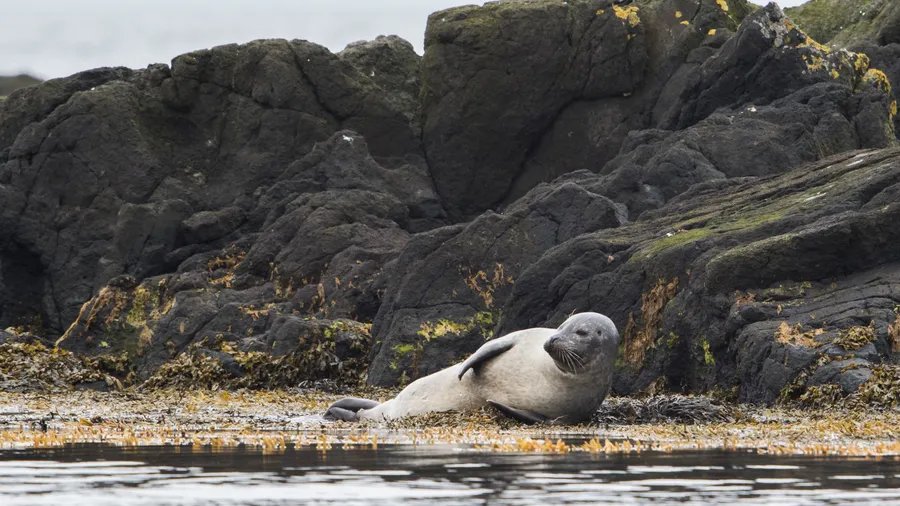Seal Watching Tours from Hvammstangi